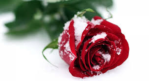 Rose pictures rose hd photo single rose flowers black background rose wallpaper rose pic white background wallpaper pretty flowers burning red and white smelling luxury design floral fashion kiss growing roses rose cottage rose red. 3736x2040 Winter Snow Rose Images Hd Desktop Wallpapers Snow Rose Rose Flower Wallpaper Rose Images