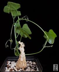 Image result for Coccinia sessilifolia