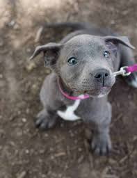 Before you consider some pitbull puppies for sale, here is some further information and tips about them. Blue Eyed Pitbull Explained With Pictures Pawleaks
