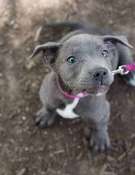 American pitbull terrier breed information. Gray And White Pitbull Puppy Off 60 Www Usushimd Com