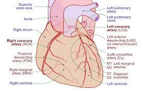 Coronary artery spasm is not an uncommon and has been recognized as an important cause of may be expected, which may consequently be paralleled by an increasing absolute number of incidentally detected. Coronary Arteries Wikipedia