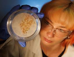 Bioeconomy Science Institute