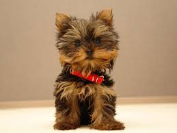bathing and hygiene yorkshire puppy susse kleine hunderassen yorkshire welpen yorkie welpen