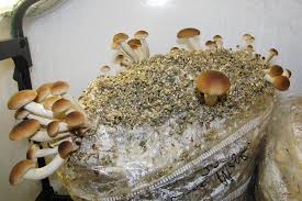 La consapevolezza delle persone riguardo ai cibi genuini è cresciuta. Substrato Per Funghi Tutto Quello Che Devi Sapere Mondofunghi Com
