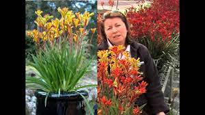 How To Grow Kangaroo Paw Anigozanthos Flower Gardening Channel