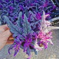 Image result for Gynura