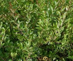 Dan daun bindara termasuk sesuatu yang mubah. Cara Membuat Henna Sendiri Di Tangan Dan Kaki