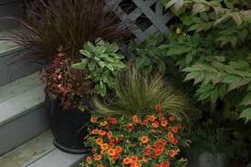 Mums like full sun and regular water. 12 Fall Plants For Container Gardens And Baskets