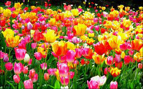 Choose from hundreds of free flower wallpapers. 1920x1200 Tulip Flower Garden Wallpaper Eleletsitz Flowers Garden Images Hd 1920x1200 Wallpaper Teahub Io