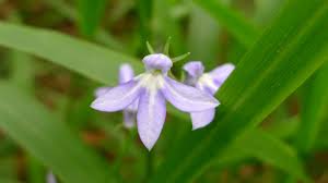 Image result for Lobelia lasiocalycina