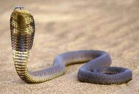 Pin By Robert Hoppe On Snakes Cobra Snake Snake Spirit Animal Cobra Tattoo