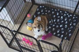 Using a large wire crate will keep your new greyhound safe when not being supervised. Can You Crate Train A Dog With Separation Anxiety Rehome By Adopt A Pet Com