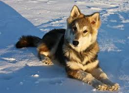 Buy and sell tamaskans puppies & dogs uk with freeads classifieds. Tamaskan Club Of America Tamaskan Puppies Tamaskan Puppies Tamaskan Dog Puppies