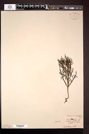 Image result for Salicornia pachystachya