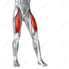 Notice the upper leg has a biceps muscle just like the upper arm does. Conceptual 3d Human Front Upper Leg Muscle Anatomy Isolated On White Background Stock Photo Picture And Royalty Free Image Image 36118210