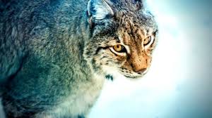 In general, toate animalele salbatice sunt ocrotite prin lege. Animalele Care Sunt Ocrotite De Lege In Romania Ce Spune Legea