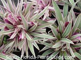 Dwarf Oyster Plant Oyster Plant Florida Plants Plants