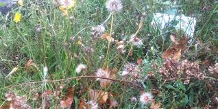 De japanse duizendknoop komt inmiddels op veertig plekken in zaanstad voor. Overlast Van Onkruid Bij Buren Recht Vastgoed Nl