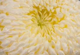 Check spelling or type a new query. Close Up Of Yellow Pom Pom Chrysanthemum Flower Stock Photo Picture And Royalty Free Image Image 51941881