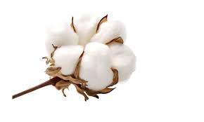 Cotton Flower Isolated Images – Browse 57,432 Stock Photos, Vectors, and  Video | Adobe Stock