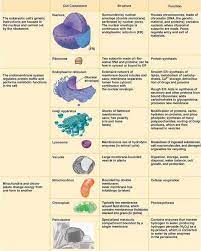 Look at the following diagrams of different animal cells.why do they have different structures? The Different Eukaryotic Cell Organelles Their Structure And Function Download Scientific Diagram