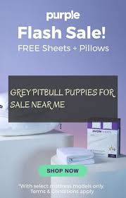 Grey Pitbull Puppies For Sale Near Me Pitbull Dogs Pitbull Puppies For Sale Pitbull Dog Grey Pitbull