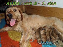 Image result for štýrský brakýř