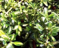 Image result for Crotalaria kirkii