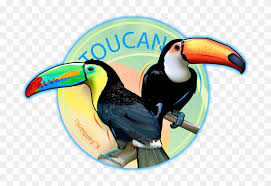 New users enjoy 60% off. 28 Collection Of Toucan Drawing Color Toucan Drawing With Color Free Transparent Png Clipart Images Download