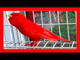 Canario Cantando 100 Cante De Canarios Canto Para Hacer Que Un Canario Cante Youtube Canarios Canarios Rojos Peceras De Agua Dulce