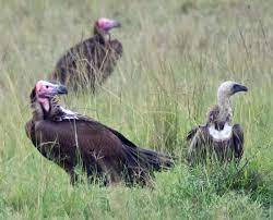 Maybe you would like to learn more about one of these? Old World Vulture Wikipedia