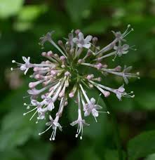 Image result for Valeriana capensis