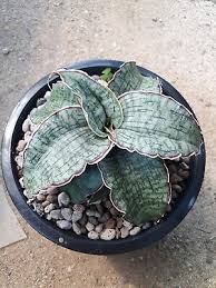 Image result for Sansevieria kirkii
