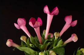 Image result for Bouvardia longiflora