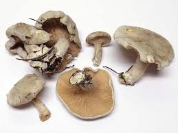 Image result for Clitopilus prunulus