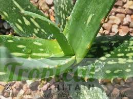 Image result for Aloe carnea