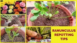 How To Repotting Ranunculus Plant Persian Buttercup Transplant Tips Plants Ranunculus Rooftop Garden