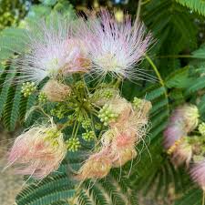 Image result for Albizia antunesiana