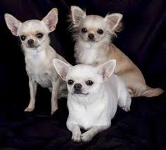 We did not find results for: A Guide To The Apple Head Chihuahua Pethelpful