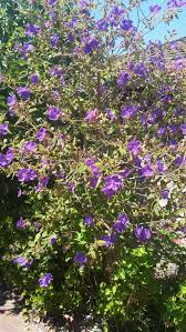 They can grow quickly and are common to areas in california (such as joshua. What Is This Tree With Purple Flowers Gardening Landscaping Stack Exchange