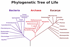 General Biology جامعة أم القرى Phylogenetic Tree Tree Of Life Life Map