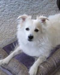 Maybe you would like to learn more about one of these? Dogs For Adoption Bend Oregon