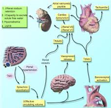 Chronic Kidney Disease And Liver Disease Sciencedirect We worked out the budget, and we have kidney cartoon 4 of 14. chronic kidney disease and liver