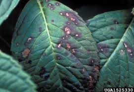 Image result for Cercospora hydrangea