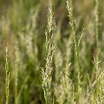 Image result for Eriochloa fatmensis