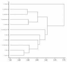 Image result for Digitaria appropinquata