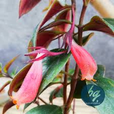 Jual bibit tanaman hias bunga mawar putih laris.untuk pemesanan dan informasi lebih lanjuthubungi whatsapp : Jual Tanaman Hias Bckyrdgrdn Id Twitter