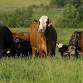 Red River Valley Producers Field Day event image