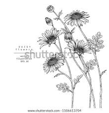 Awesome margarita flower coloring page that you must know, you?re in good company if you?re looking for margarita flower coloring page. Daisy Flower Drawing At Getdrawings Free Download