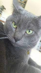 Russian Blue Tabby Mix I Know That Look Russian Blue Cat Russian Blue Grey Cats